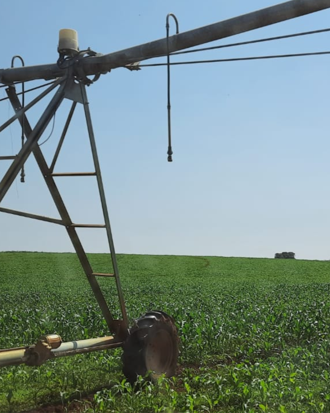 Pivô de irrigação em cultura agrícola atendida pela ALLPA