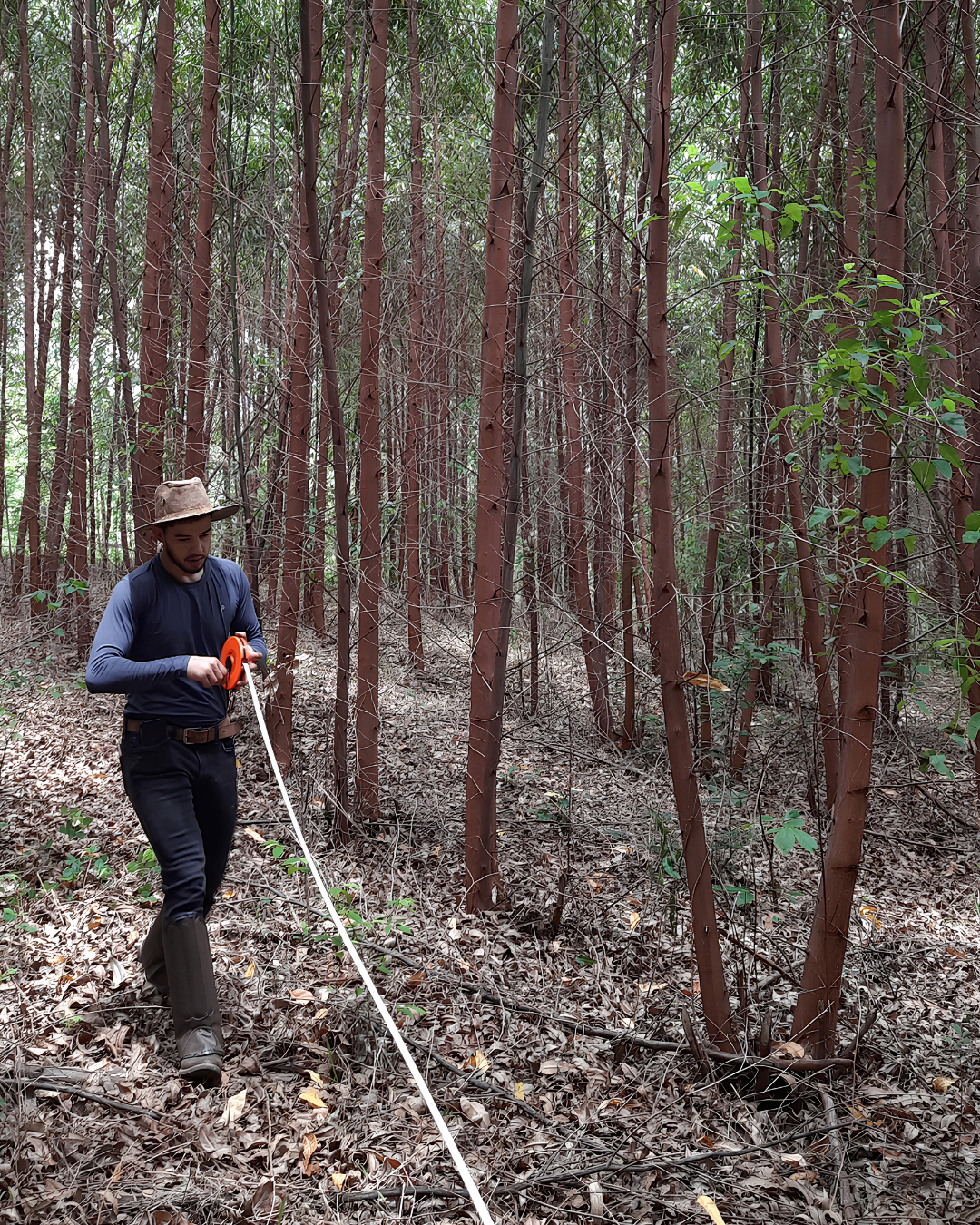 Medição técnica em área florestal realizada pela ALLPA